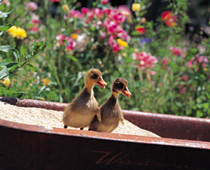 Picture of 2 birds on top of a bath filled with sand.
