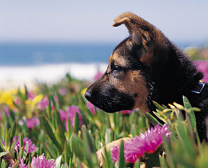 Picture of a dog's head seen through flowers.