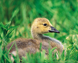 Picture of a bird sat in the grass.