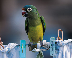 Picture of a bird on a washing line.